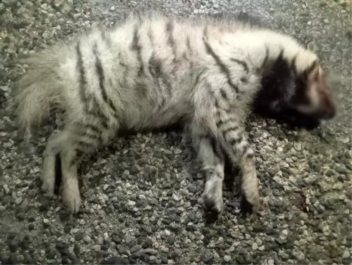 Çizgili Sırtlan Araç Çarpmasıyla Öldü